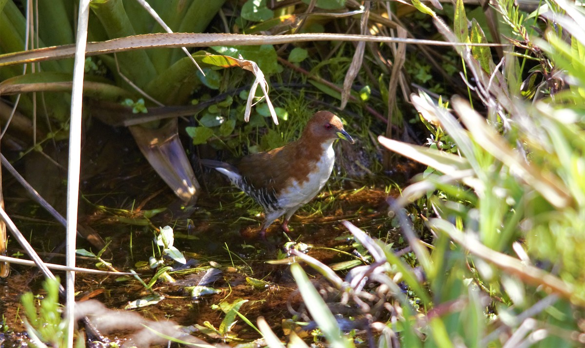 Red-and-white Crake - ML449072791