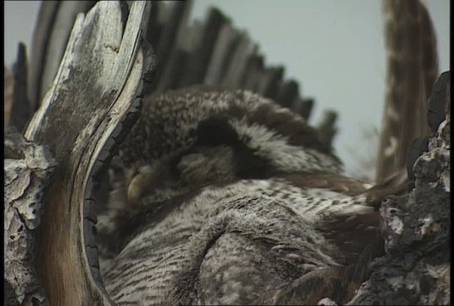 Northern Hawk Owl (American) - ML449073