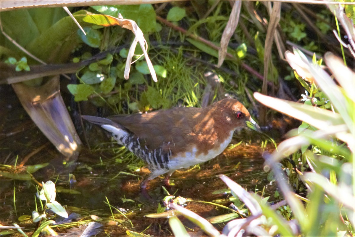 Red-and-white Crake - ML449073051