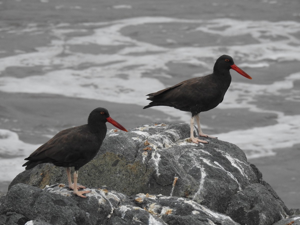 Blackish Oystercatcher - David  Samata Flores