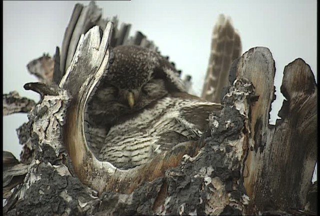 Northern Hawk Owl (American) - ML449074