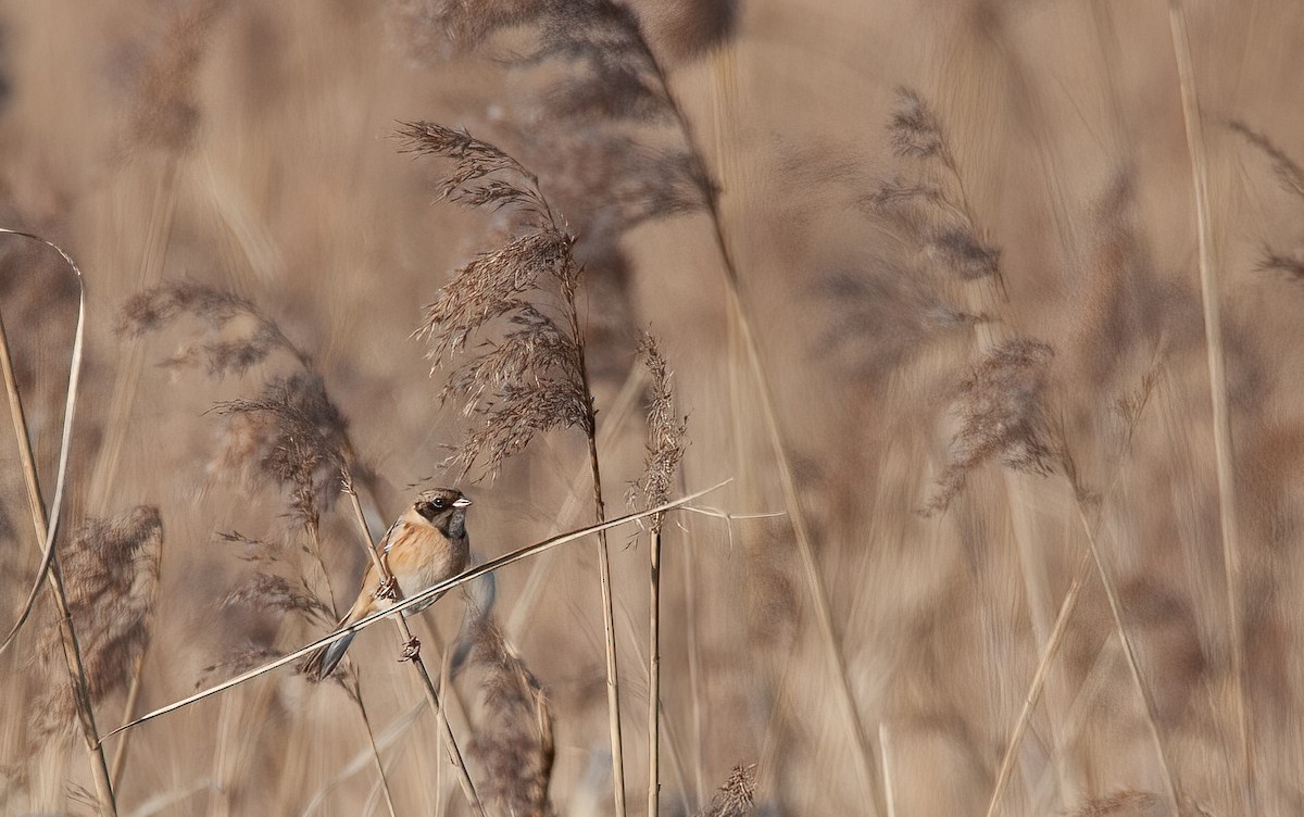 Ochre-rumped Bunting - ML449074101