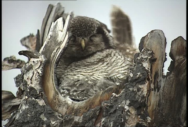 Northern Hawk Owl (American) - ML449075