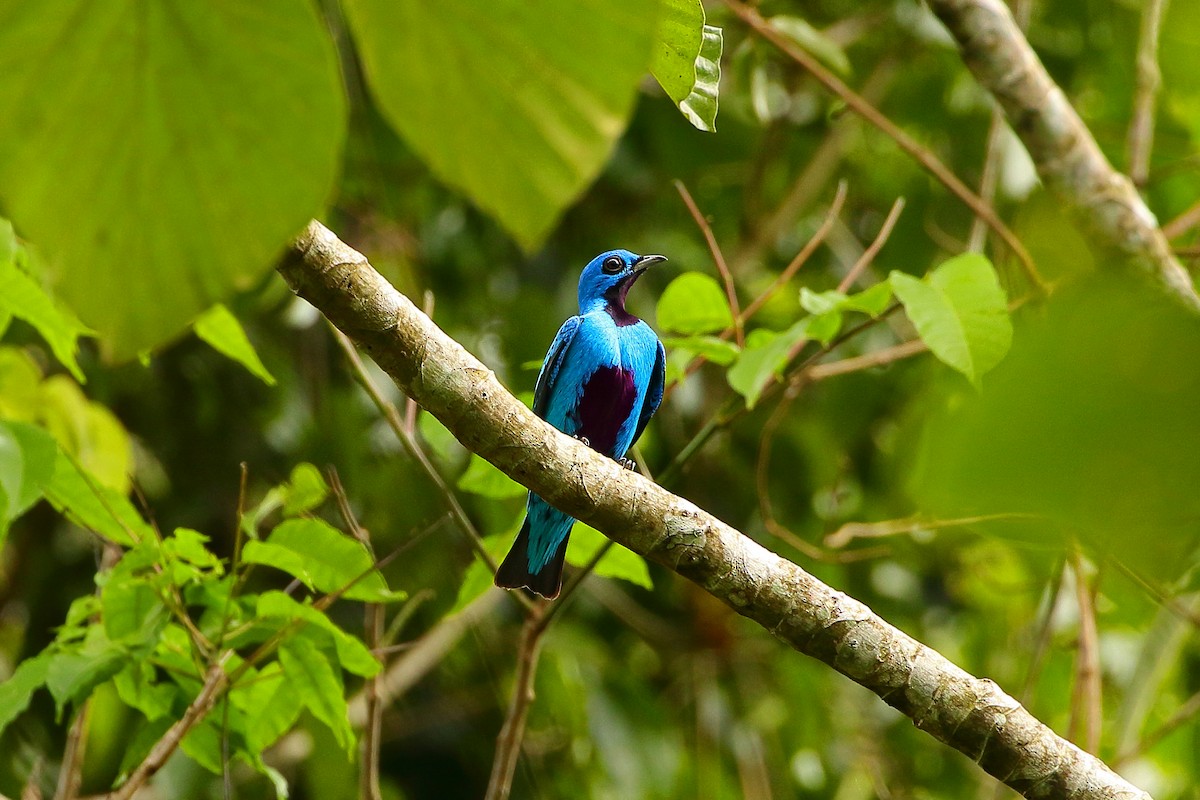 Blue Cotinga - William Supulski