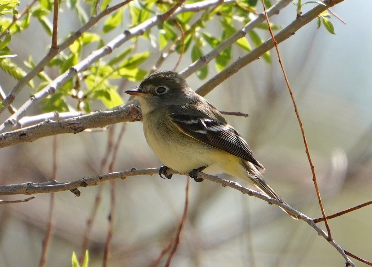 Mosquero Mínimo - ML449075411