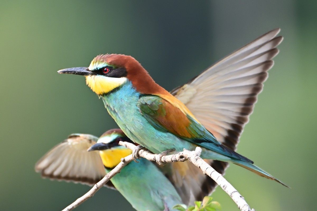 European Bee-eater - Mu Sano