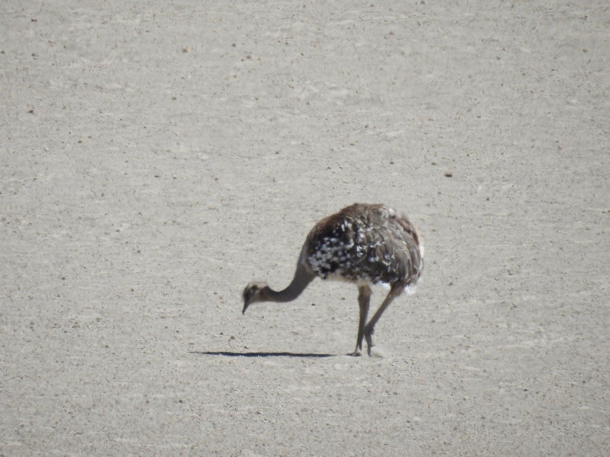 Lesser Rhea - David  Samata Flores