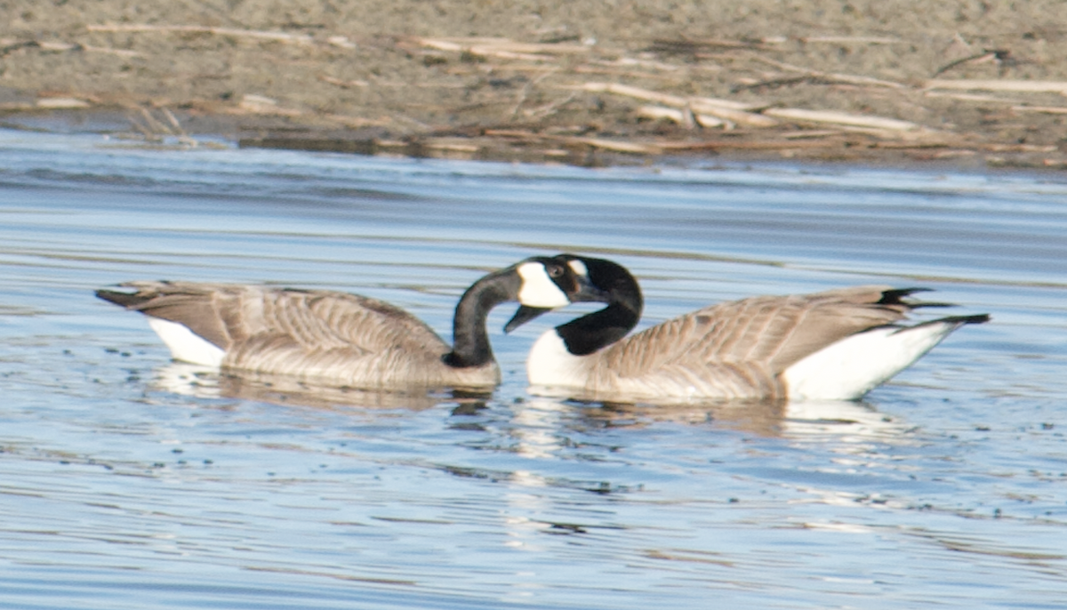 Canada Goose - ML449077631