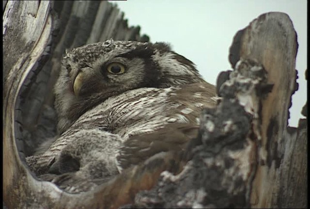 Northern Hawk Owl (American) - ML449078