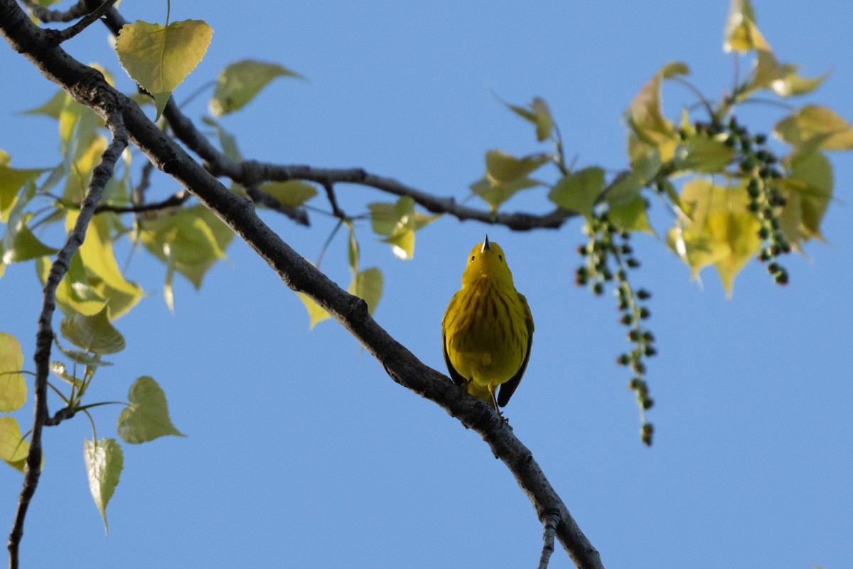 Yellow Warbler - Margo Whitt