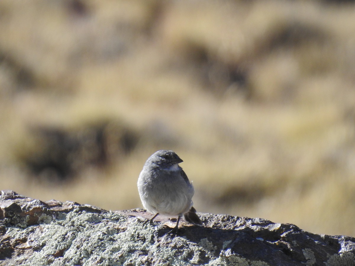 White-throated Sierra Finch - ML449079621