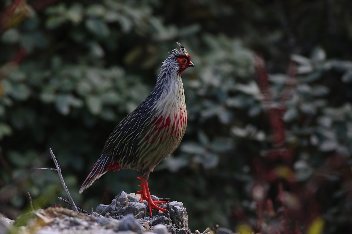 Blood Pheasant - ML44908151