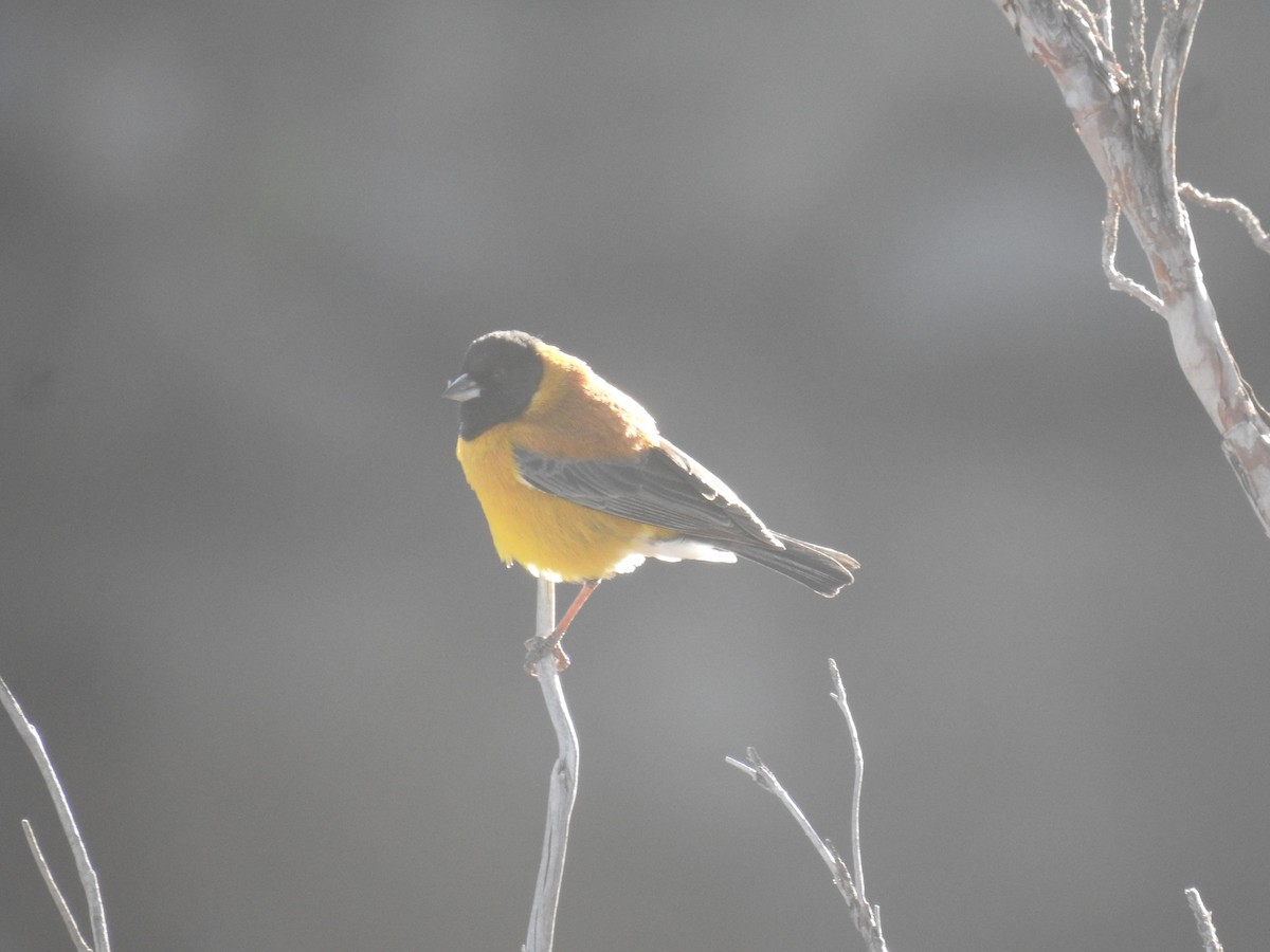 Black-hooded Sierra Finch - David  Samata Flores