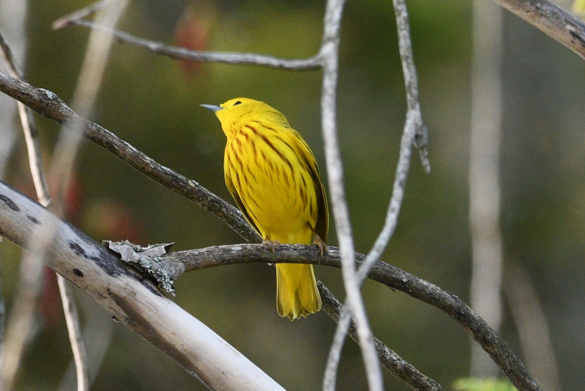 Yellow Warbler - ML449082821