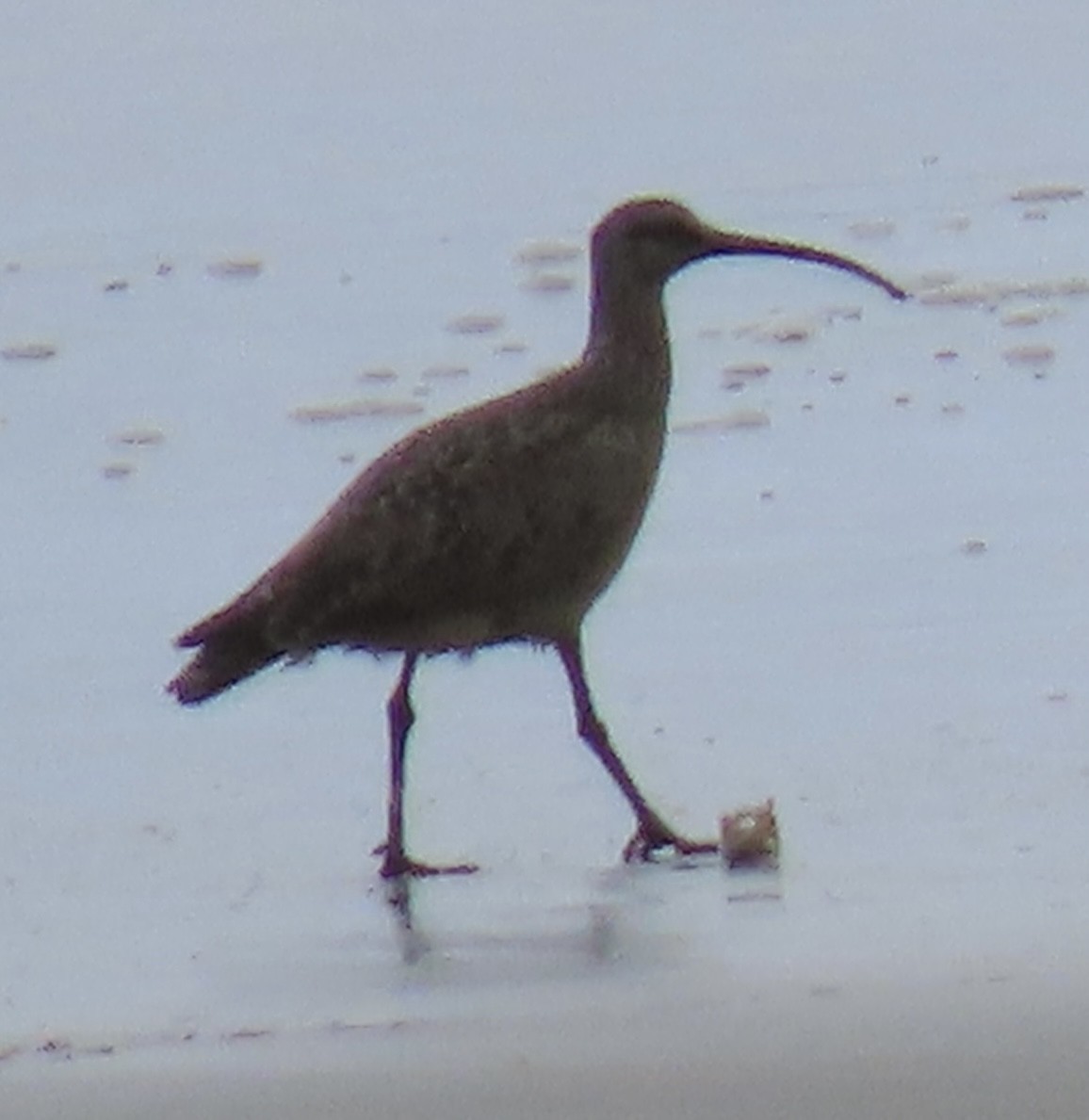 Whimbrel - ML449083971