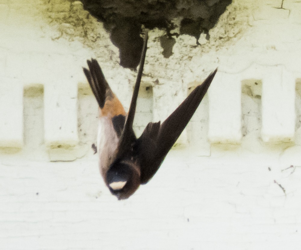 Cliff Swallow - ML449085251