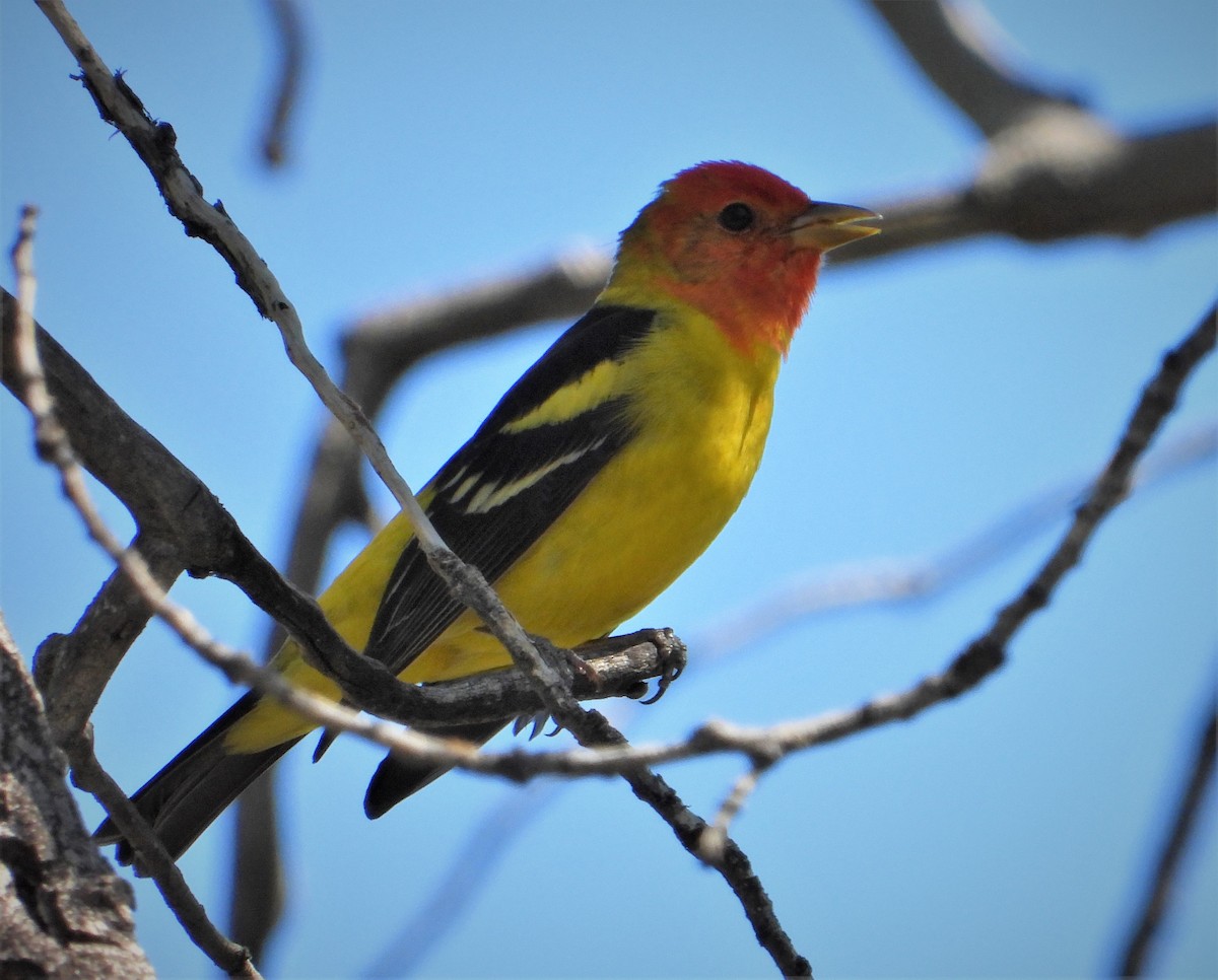 Western Tanager - ML449085501
