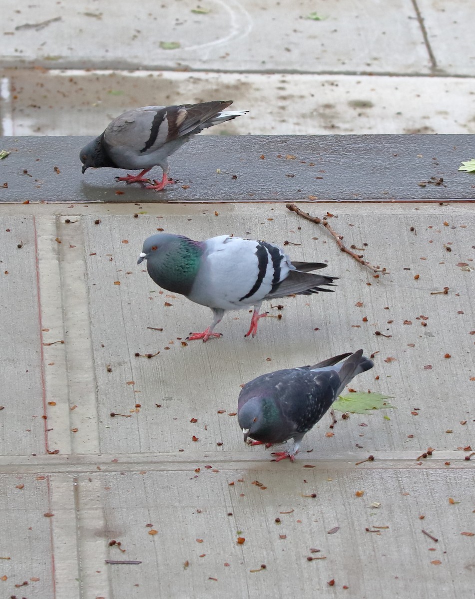 Rock Pigeon (Feral Pigeon) - ML449085531