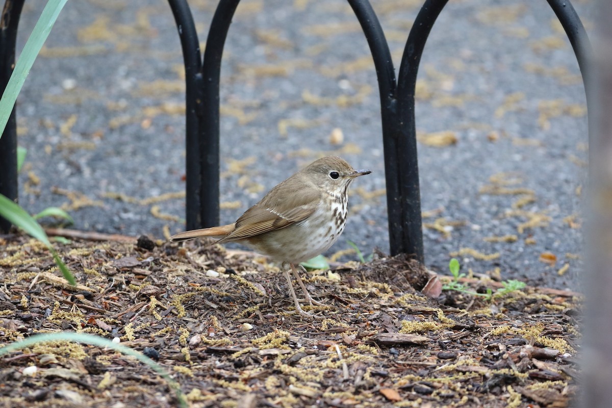 Hermit Thrush - ML449085811