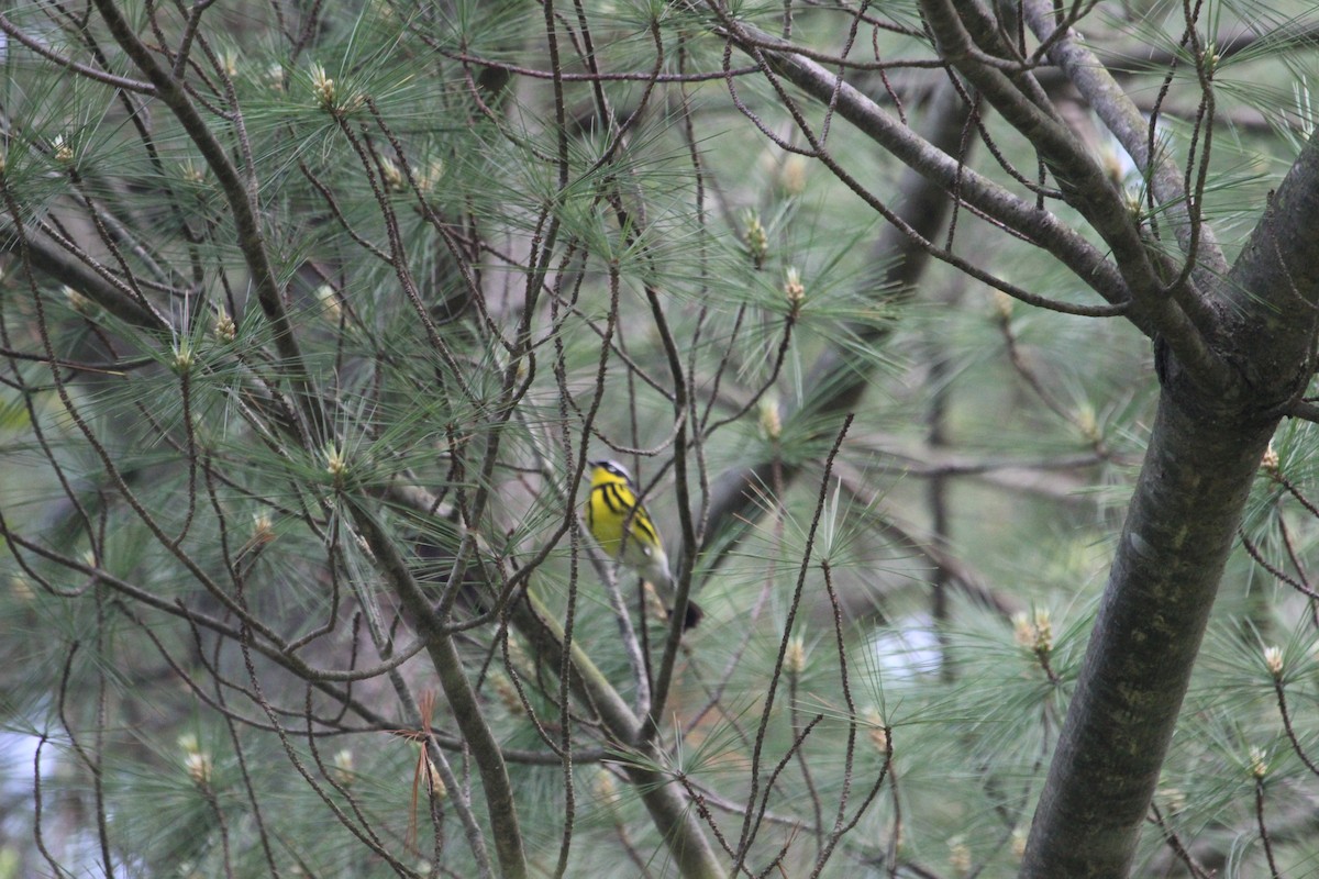 Magnolia Warbler - ML449085831