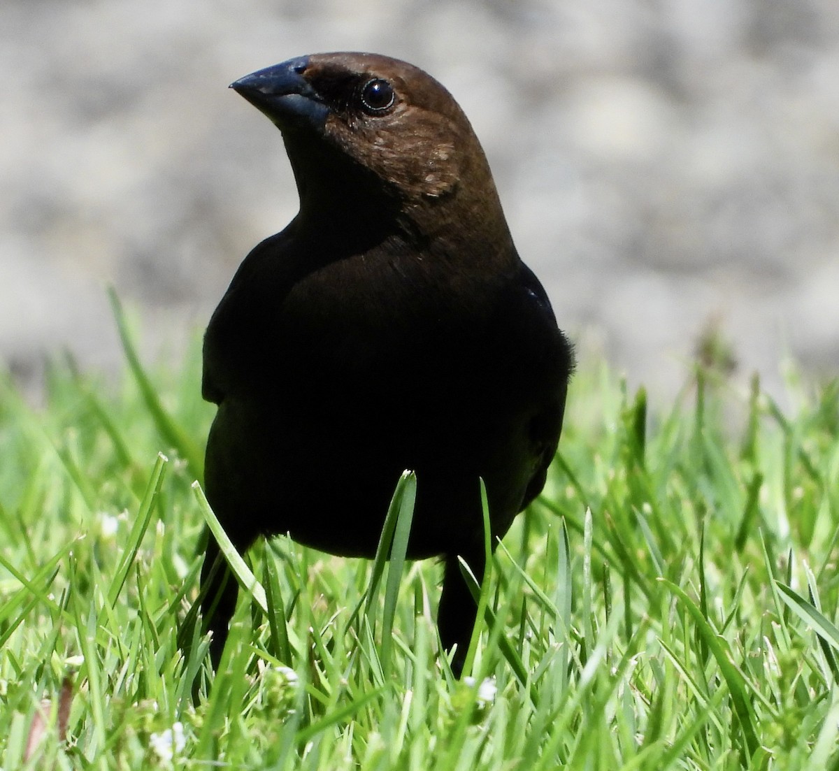 Brown-headed Cowbird - ML449085911