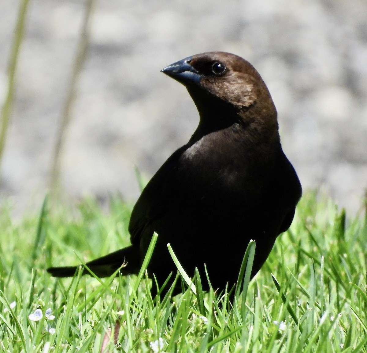 Brown-headed Cowbird - ML449086041