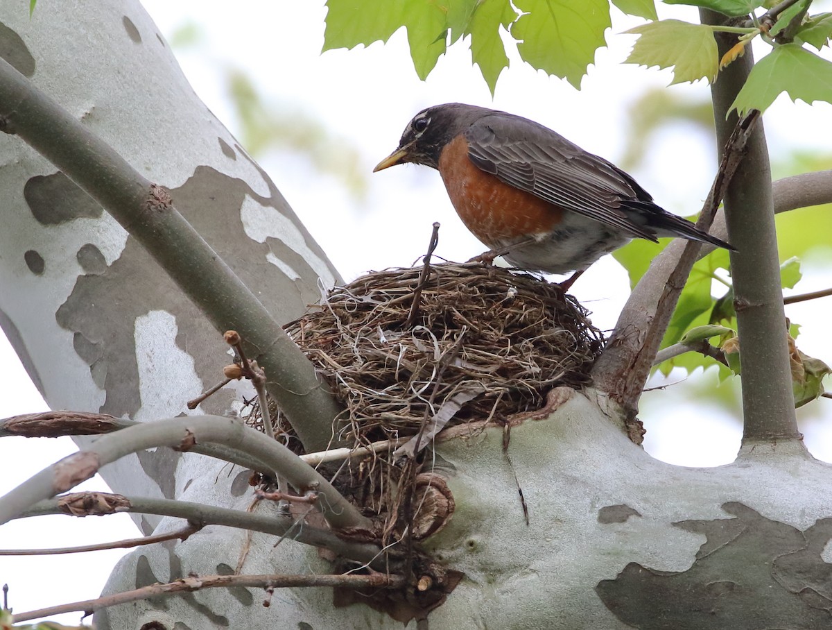 American Robin - ML449086131