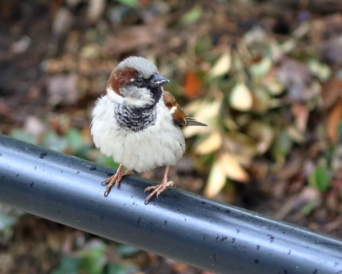 House Sparrow - ML449086181