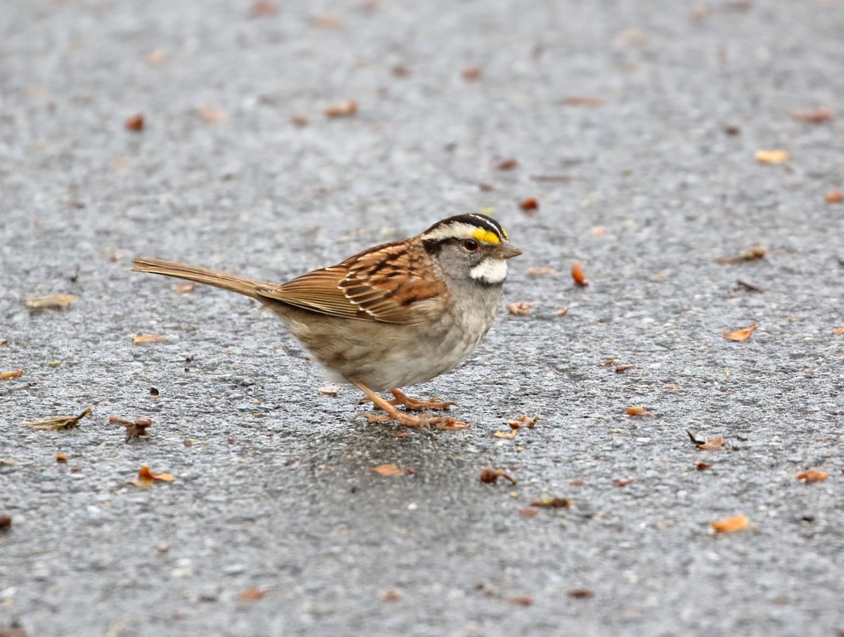 White-throated Sparrow - ML449086391