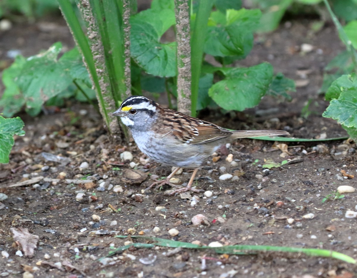 White-throated Sparrow - ML449086401