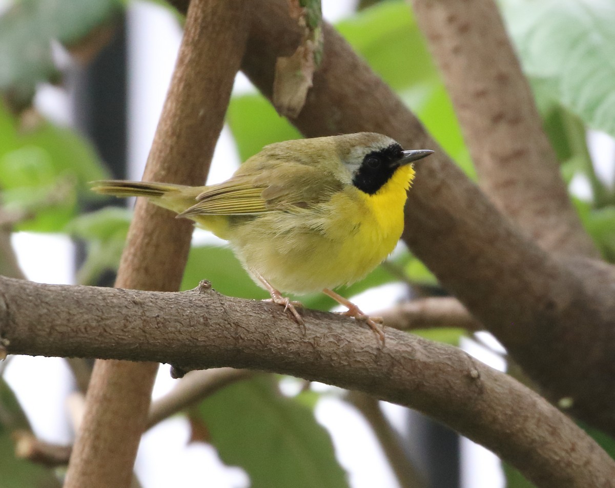 Common Yellowthroat - ML449086551