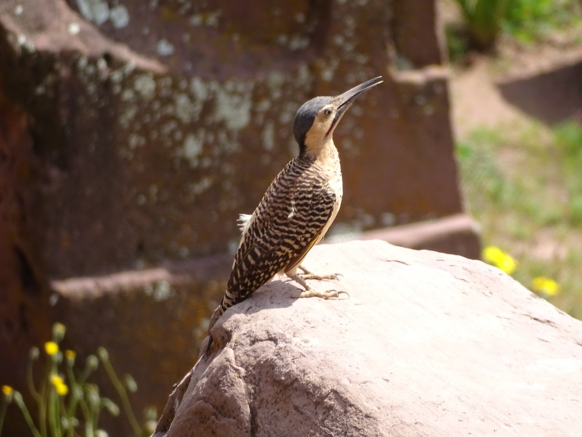 Andean Flicker - ML449088011