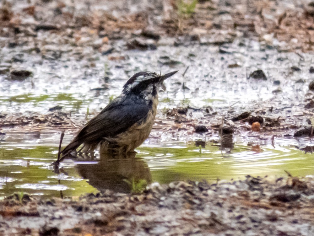 Red-breasted Nuthatch - ML449091121