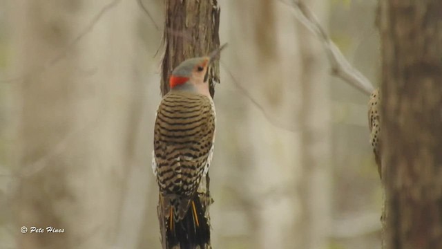 Northern Flicker - ML449091721