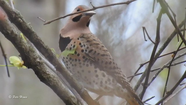 Northern Flicker - ML449092301