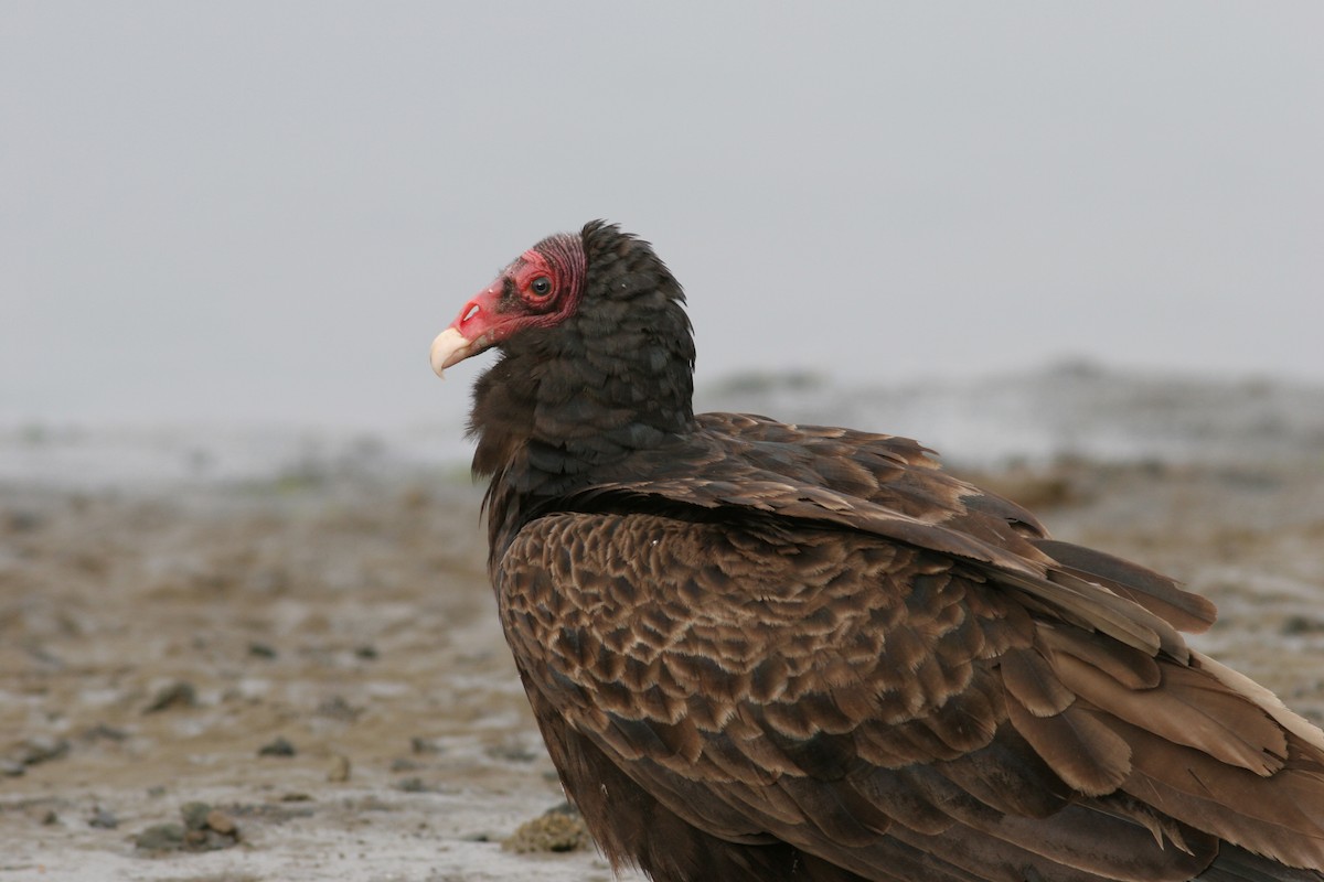Turkey Vulture - ML449092321