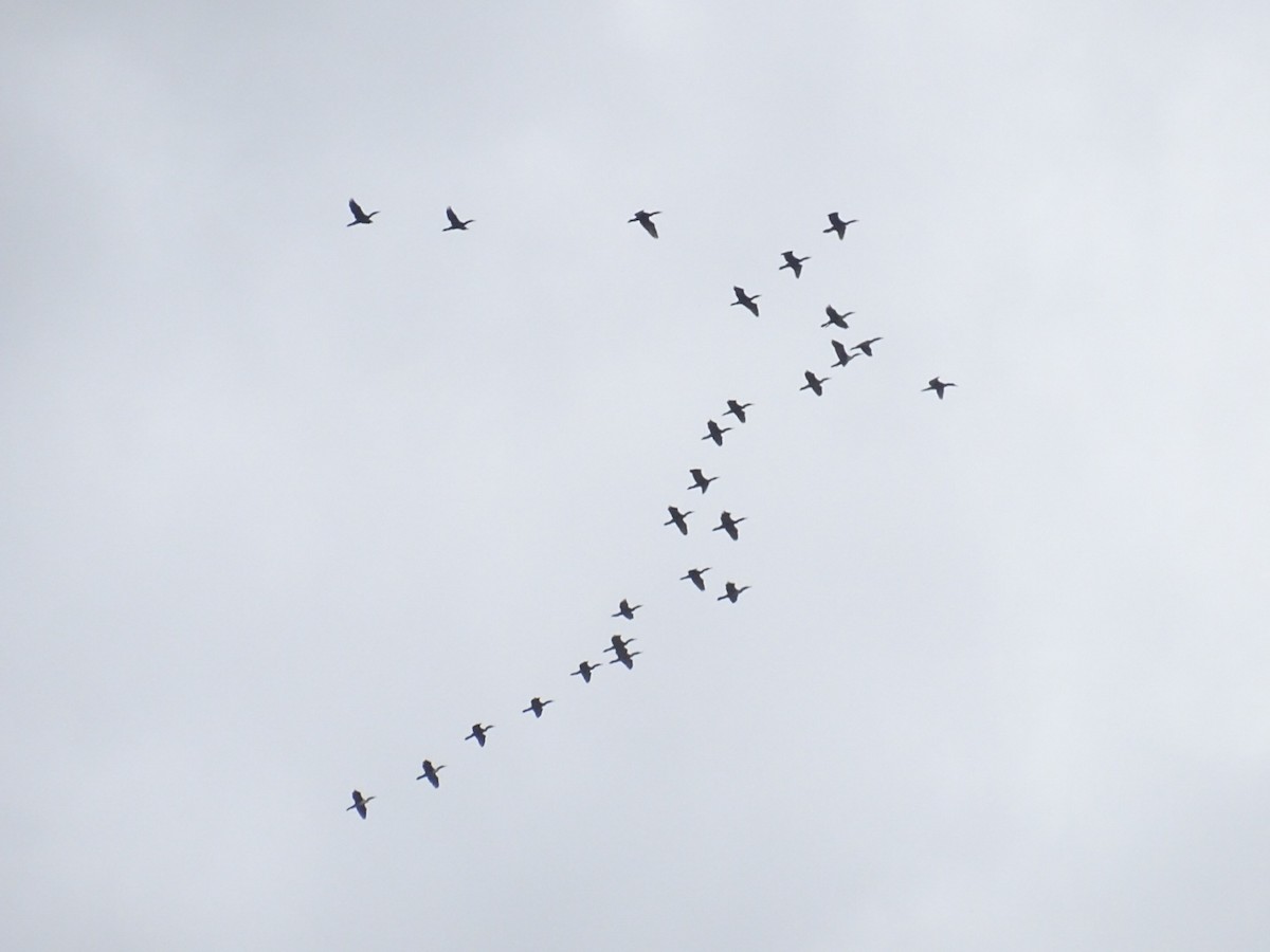 Double-crested Cormorant - ML449092411