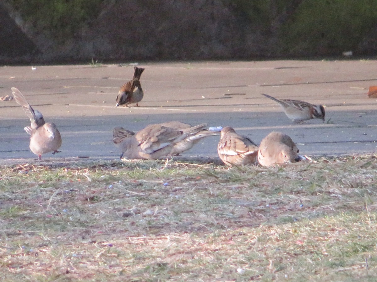 Picui Ground Dove - ML449092581