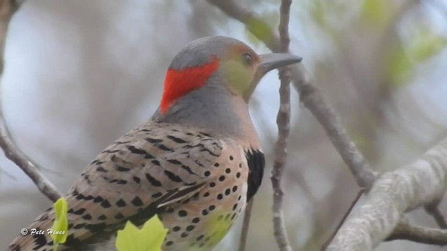 Northern Flicker - ML449093611