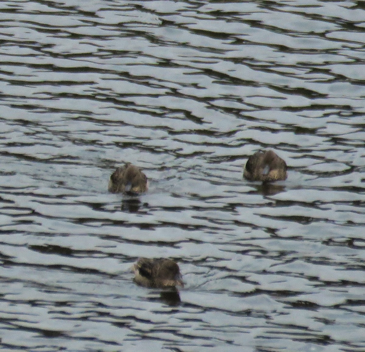 Andean Teal - ML449093861