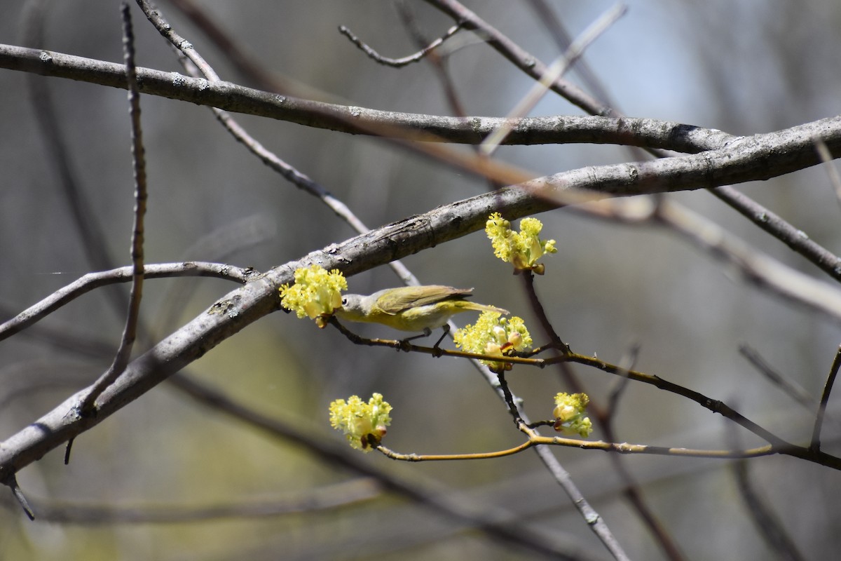 Nashville Warbler - ML449094441