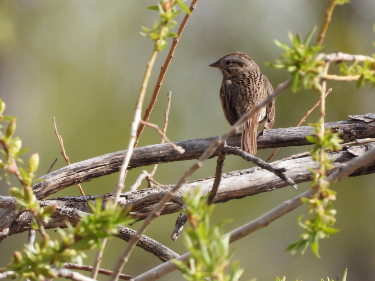 Lincoln's Sparrow - ML449095891