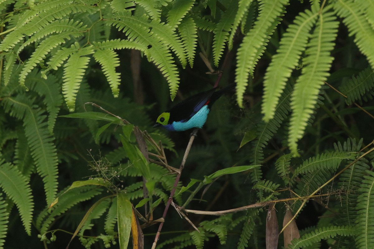 Paradise Tanager - ML449096091
