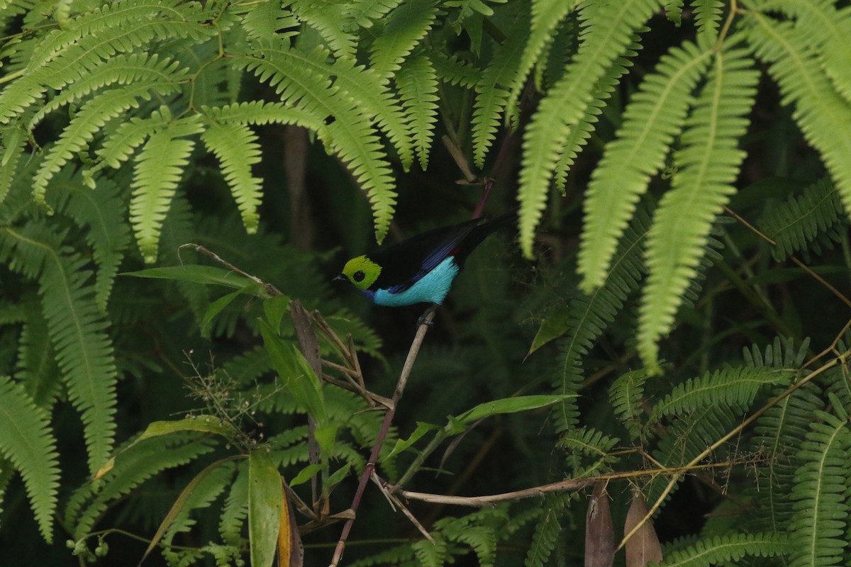 Paradise Tanager - ML449096101