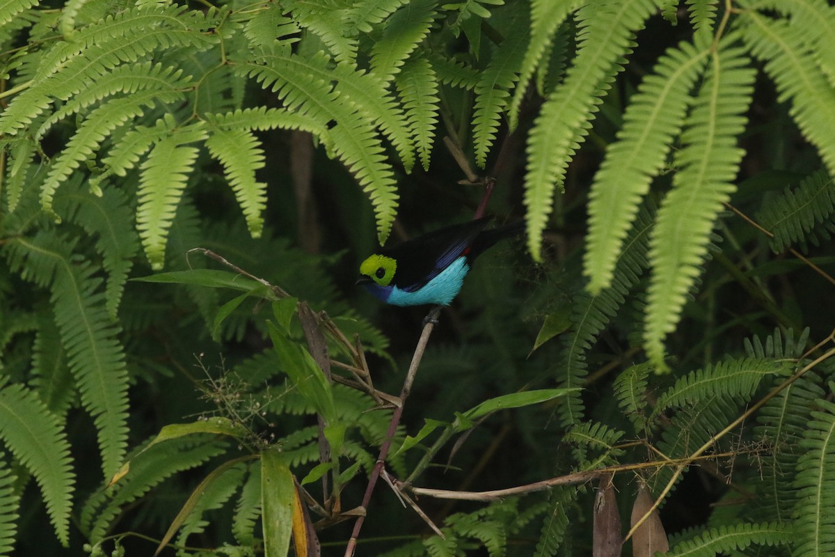 Paradise Tanager - ML449096131
