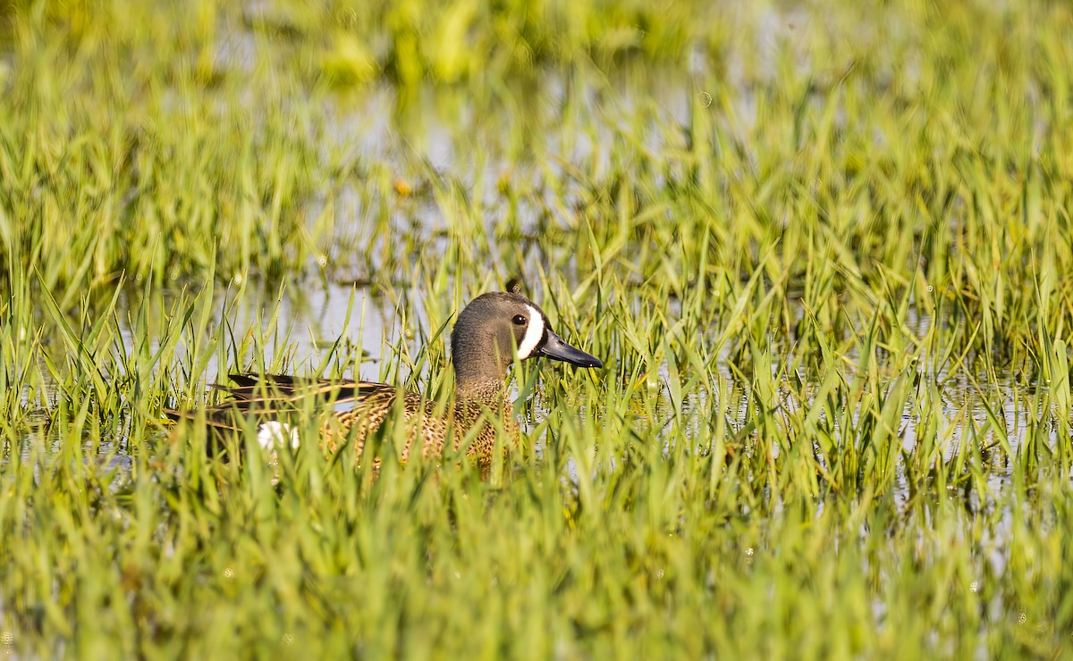 Blue-winged Teal - Harvey Fielder