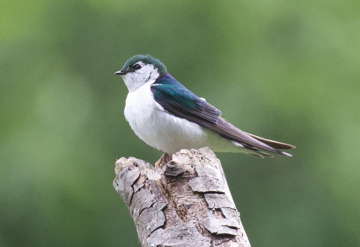 Golondrina Verdemar - ML449097391