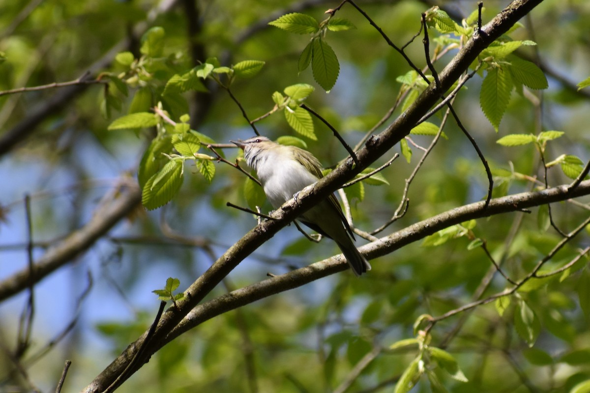 Red-eyed Vireo - ML449099461