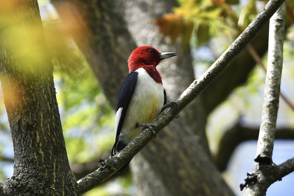 Red-headed Woodpecker - ML449099881