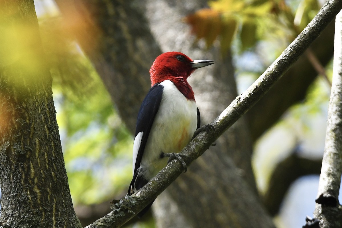 Red-headed Woodpecker - ML449099891